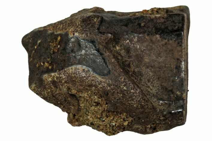 Fossil Dinosaur (Triceratops) Shed Tooth - Montana #339736